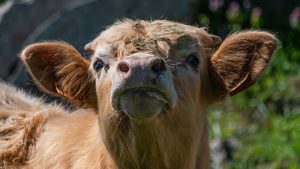 Pesée, parage, vaccination... comment organiser les interventions sur ses bovins ?