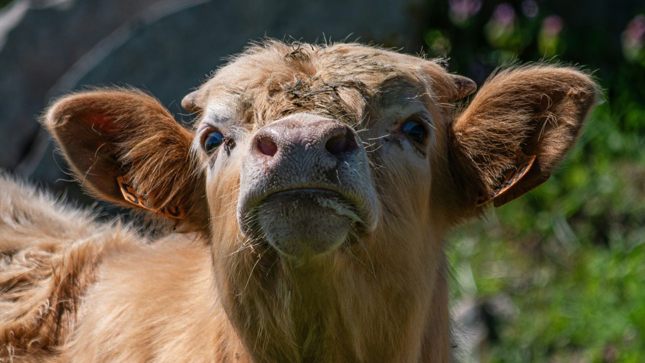 Pesée, parage, vaccination… comment organiser les interventions sur ses bovins ?